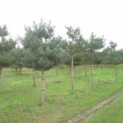 Grove Den (Pinus Sylvestris) 12 Grove Den (Pinus Sylvestris) -Tuin Glimmer Verkoop pinus sylvestris opstam