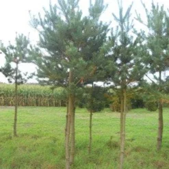 Grove Den (Pinus Sylvestris) 13 Grove Den (Pinus Sylvestris) -Tuin Glimmer Verkoop pinus sylvestris opstam 20 25 1