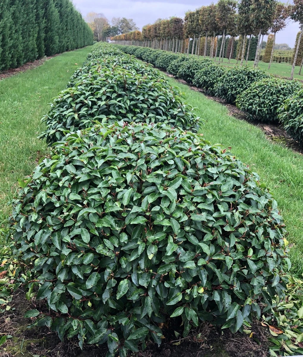 Portugese Laurier Als Grote Bolvorm (Prunus Lusitanica 'Angustifolia') 4 Portugese Laurier Als Grote Bolvorm (Prunus Lusitanica 'Angustifolia') - Afbeelding 2