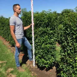 Nieuwkomers -Tuin Glimmer Verkoop prunus l ang 150175 1