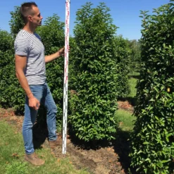 Grote Portugese Laurier (Prunus Lusitanica 'Angustifolia') 13 Grote Portugese Laurier (Prunus Lusitanica 'Angustifolia') -Tuin Glimmer Verkoop prunus l ang 175200 3