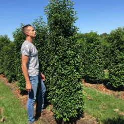 Grote Portugese Laurier (Prunus Lusitanica 'Angustifolia') 14 Grote Portugese Laurier (Prunus Lusitanica 'Angustifolia') -Tuin Glimmer Verkoop prunus l ang 200250 2 3