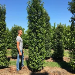 Grote Portugese Laurier (Prunus Lusitanica 'Angustifolia') 17 Grote Portugese Laurier (Prunus Lusitanica 'Angustifolia') -Tuin Glimmer Verkoop prunus l ang 350400 3