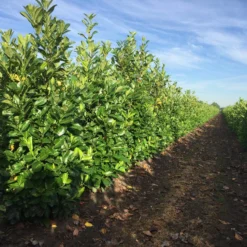 Nieuwkomers 2 Grote Laurierkers (Prunus Laurocerasus 'Rotundifolia')