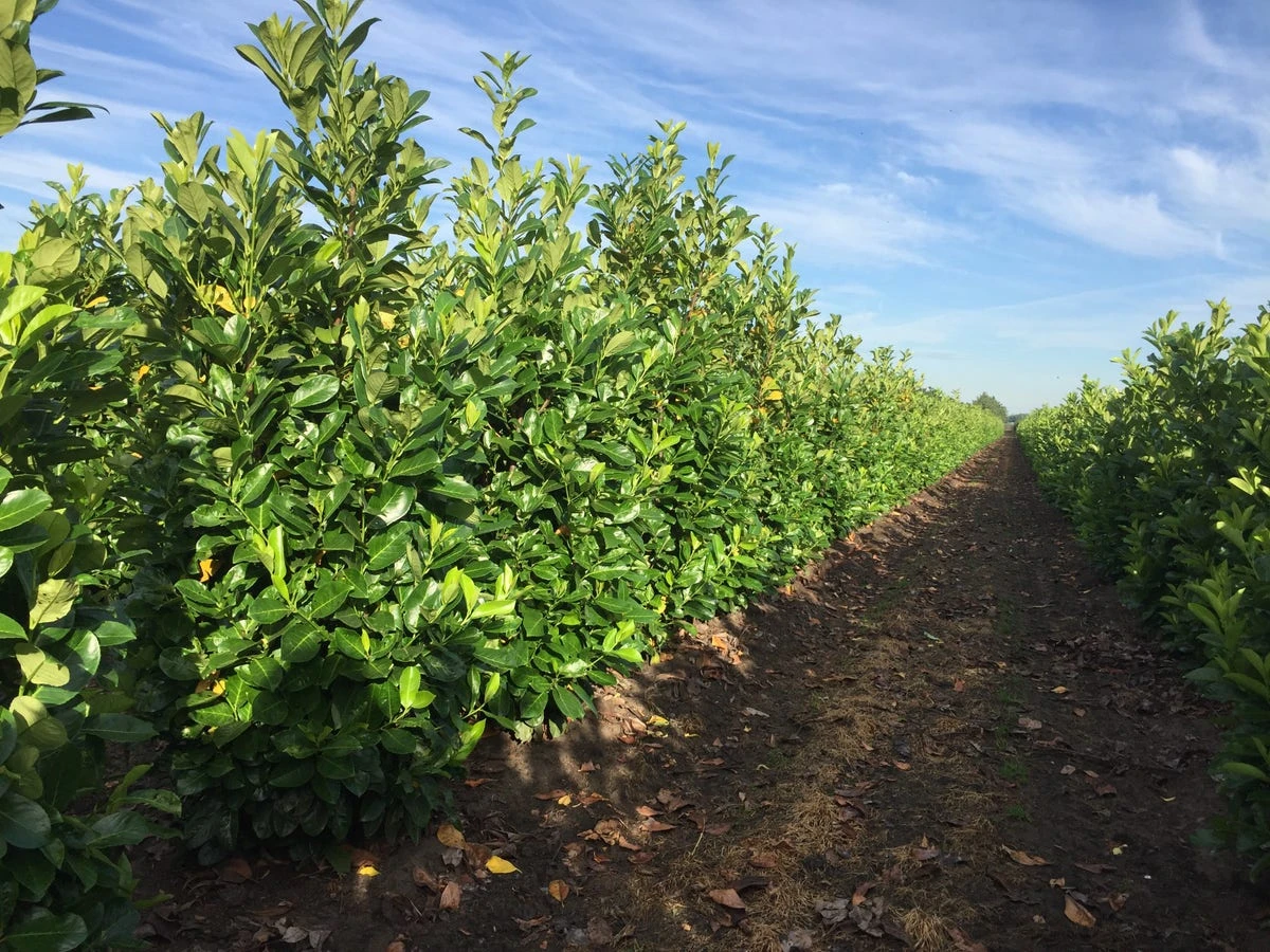 Grote Laurierkers (Prunus Laurocerasus 'Rotundifolia') 3 Grote Laurierkers (Prunus Laurocerasus 'Rotundifolia')