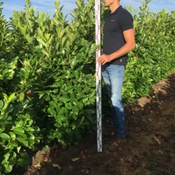 Nieuwkomers -Tuin Glimmer Verkoop prunus l rot 150175 1