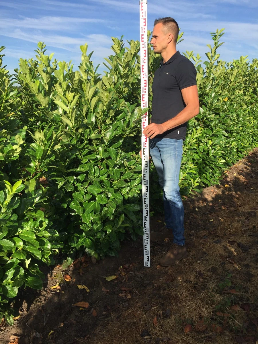 Grote Laurierkers (Prunus Laurocerasus 'Rotundifolia') 4 Grote Laurierkers (Prunus Laurocerasus 'Rotundifolia') - Afbeelding 2