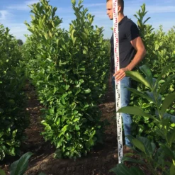 Grote Laurierkers (Prunus Laurocerasus 'Rotundifolia') -Tuin Glimmer Verkoop prunus l rot 175200 2