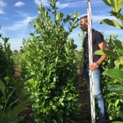 Grote Laurierkers (Prunus Laurocerasus 'Rotundifolia') -Tuin Glimmer Verkoop prunus l rot 200225