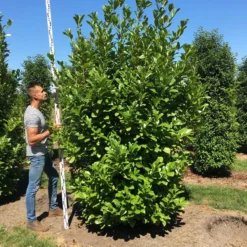 Grote Laurierkers (Prunus Laurocerasus 'Rotundifolia') -Tuin Glimmer Verkoop prunus l rot 250300 x 100 150 br