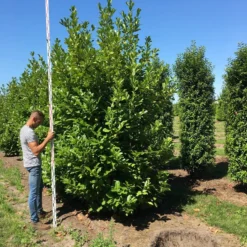 Grote Laurierkers (Prunus Laurocerasus 'Rotundifolia') -Tuin Glimmer Verkoop prunus l rot 350400 x 150 br 2