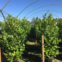 Grote Laurierkers (Prunus Laurocerasus 'Rotundifolia') -Tuin Glimmer Verkoop prunus laur. rotundifolia h160180cm