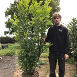 Grote Laurierkers (Prunus Laurocerasus 'Rotundifolia') 19 Grote Laurierkers (Prunus Laurocerasus 'Rotundifolia') -Tuin Glimmer Verkoop prunus laur. rotundifolia h180 200cm 1