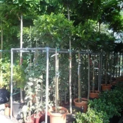 Laurier Als Boom (Prunus Laurocerasus 'Etna') -Tuin Glimmer Verkoop prunus laurocerasus etna 120stam c20