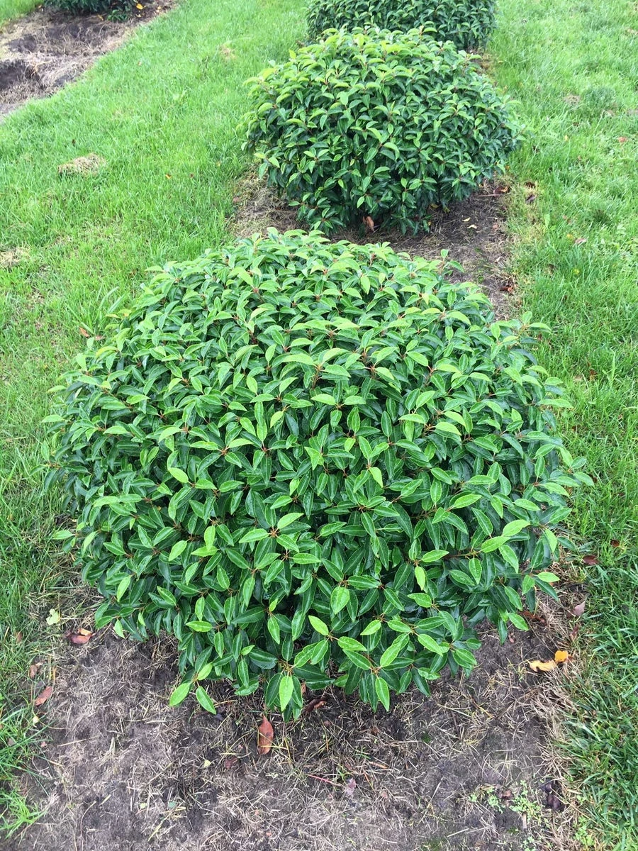 Portugese Laurier Als Grote Bolvorm (Prunus Lusitanica 'Angustifolia') 5 Portugese Laurier Als Grote Bolvorm (Prunus Lusitanica 'Angustifolia') - Afbeelding 3