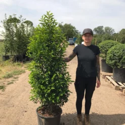 Grote Portugese Laurier (Prunus Lusitanica 'Angustifolia') -Tuin Glimmer Verkoop prunus lus. angustifolia h140160 2