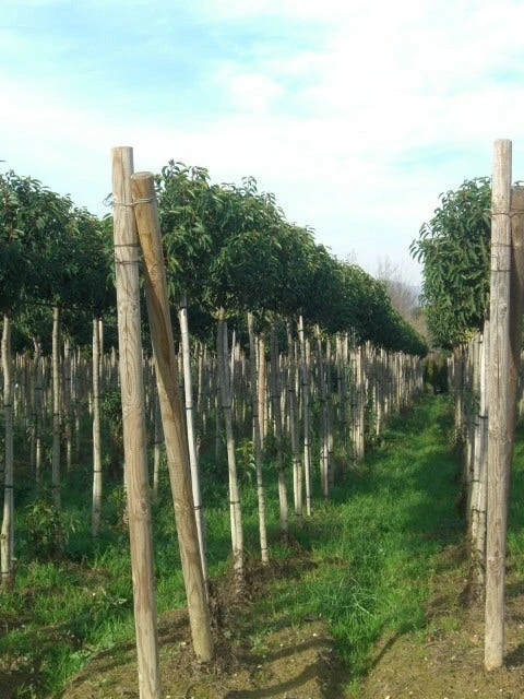 Portugese Laurier Als Boom (Prunus Lusitanica 'Angustifolia') 14 Portugese Laurier Als Boom (Prunus Lusitanica 'Angustifolia') - Afbeelding 12