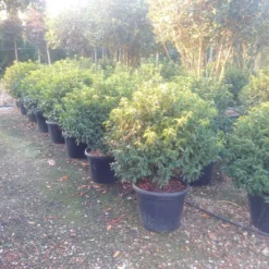 Portugese Laurier Als Bol (Prunus Lusitanica 'Angustifolia') 7 Portugese Laurier Als Bol (Prunus Lusitanica 'Angustifolia') -Tuin Glimmer Verkoop prunus lusitanica 1 1