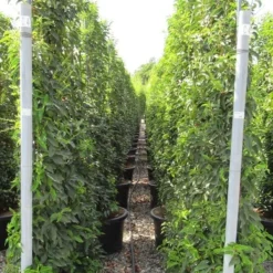 Portugese Laurier Als Leivorm (Prunus Lusitanica 'Angustifolia') -Tuin Glimmer Verkoop prunus lusitanica 110x180 leivorm 2 3