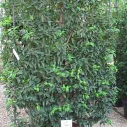 Portugese Laurier Als Leivorm (Prunus Lusitanica 'Angustifolia') 9 Portugese Laurier Als Leivorm (Prunus Lusitanica 'Angustifolia') -Tuin Glimmer Verkoop prunus lusitanica 110x180 leivorm 3 1