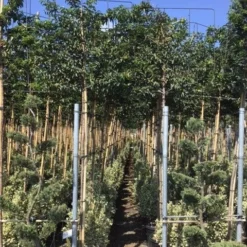 Portugese Laurier Als Leiboom (Prunus Lusitanica) -Tuin Glimmer Verkoop prunus lusitanica 5