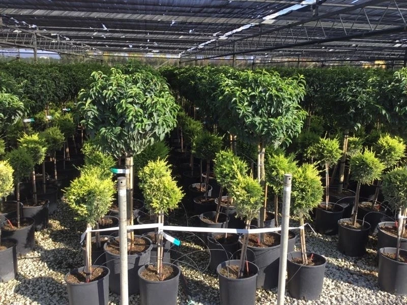 Portugese Laurier Op Stam (Prunus Lusitanica 'Angustifolia') 8 Portugese Laurier Op Stam (Prunus Lusitanica 'Angustifolia') - Afbeelding 6