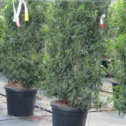 Portugese Laurier Als Leivorm (Prunus Lusitanica 'Angustifolia') 8 Portugese Laurier Als Leivorm (Prunus Lusitanica 'Angustifolia') -Tuin Glimmer Verkoop prunus lusitanica 80x110 leivorm 1