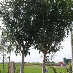 Portugese Laurier Als Boom (Prunus Lusitanica 'Angustifolia') 27 Portugese Laurier Als Boom (Prunus Lusitanica 'Angustifolia') -Tuin Glimmer Verkoop prunus lusitanica als boom01