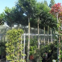 Portugese Laurier Als Boom (Prunus Lusitanica 'Angustifolia') 24 Portugese Laurier Als Boom (Prunus Lusitanica 'Angustifolia') -Tuin Glimmer Verkoop prunus lusitanica angustifolia