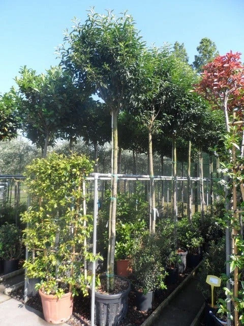 Portugese Laurier Als Boom (Prunus Lusitanica 'Angustifolia') 12 Portugese Laurier Als Boom (Prunus Lusitanica 'Angustifolia') - Afbeelding 10