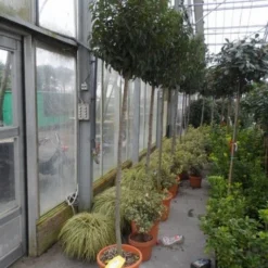 Portugese Laurier Als Boom (Prunus Lusitanica 'Angustifolia') 22 Portugese Laurier Als Boom (Prunus Lusitanica 'Angustifolia') -Tuin Glimmer Verkoop prunus lusitanica angustifolia 150stam c25