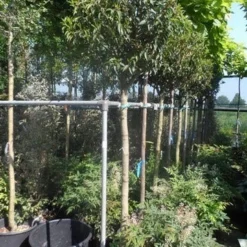 Portugese Laurier Als Boom (Prunus Lusitanica 'Angustifolia') 23 Portugese Laurier Als Boom (Prunus Lusitanica 'Angustifolia') -Tuin Glimmer Verkoop prunus lusitanica angustifolia 150stam c35