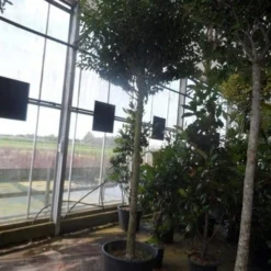 Portugese Laurier Als Boom (Prunus Lusitanica 'Angustifolia') 19 Portugese Laurier Als Boom (Prunus Lusitanica 'Angustifolia') -Tuin Glimmer Verkoop prunus lusitanica angustifolia 16 18ho c90