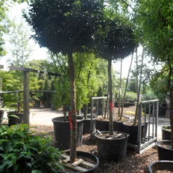 Portugese Laurier Als Boom (Prunus Lusitanica 'Angustifolia') 18 Portugese Laurier Als Boom (Prunus Lusitanica 'Angustifolia') -Tuin Glimmer Verkoop prunus lusitanica angustifolia 18 20 ho c130