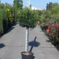 Portugese Laurier Op Stam (Prunus Lusitanica 'Angustifolia') 11 Portugese Laurier Op Stam (Prunus Lusitanica 'Angustifolia') -Tuin Glimmer Verkoop prunus lusitanica angustifolia halfstam c25