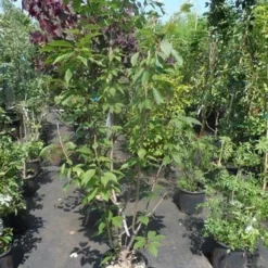 Sierkers, Struikvorm (Prunus Serrulata 'Kanzan') 14 Sierkers, Struikvorm (Prunus Serrulata 'Kanzan') -Tuin Glimmer Verkoop prunus serrulata kanzan 150 175 200 c25