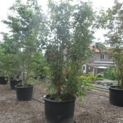 Sierkers, Struikvorm (Prunus Serrulata 'Kanzan') 12 Sierkers, Struikvorm (Prunus Serrulata 'Kanzan') -Tuin Glimmer Verkoop prunus serrulata kanzan 250 300 350 c500 meerstammig