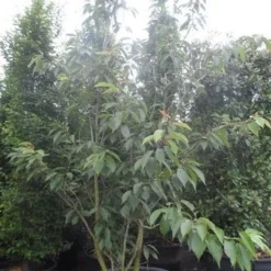 Sierkers, Struikvorm (Prunus Serrulata 'Kanzan') 13 Sierkers, Struikvorm (Prunus Serrulata 'Kanzan') -Tuin Glimmer Verkoop prunus serrulata kanzan 250 300 c250