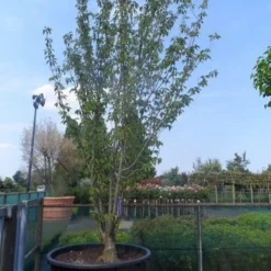 Sierkers, Struikvorm (Prunus Serrulata 'Kanzan') 15 Sierkers, Struikvorm (Prunus Serrulata 'Kanzan') -Tuin Glimmer Verkoop prunus serrulata kanzan meerstammig 400 500 c750