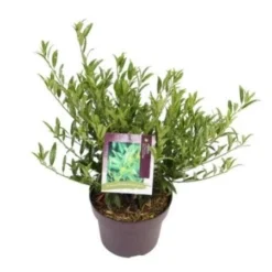 Laurierkers (Prunus Laurocerasus 'Sofia') 7 Laurierkers (Prunus Laurocerasus 'Sofia') -Tuin Glimmer Verkoop prunuslsofia03