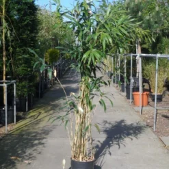 Bamboe (Pseudosasa Japonica) -Tuin Glimmer Verkoop pseudosasa japonica 150 200 c20