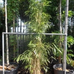 Bamboe (Pseudosasa Japonica) -Tuin Glimmer Verkoop pseudosasa japonica 175 200 c25