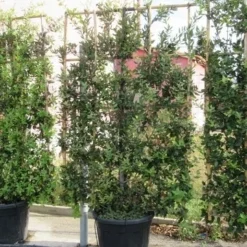 Steeneik Als Leivorm (Quercus Ilex) -Tuin Glimmer Verkoop quercus ilex leivorm 4