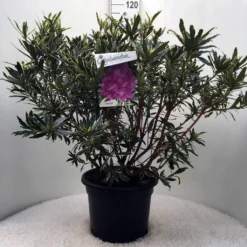 Bosrhododendron (Rhododendron Ponticum 'Variegatum') 26 Bosrhododendron (Rhododendron Ponticum 'Variegatum') -Tuin Glimmer Verkoop r. pont. variegatum c20 1