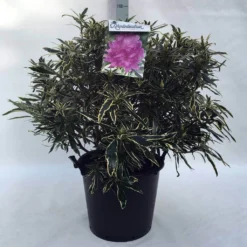 Bosrhododendron (Rhododendron Ponticum 'Variegatum') -Tuin Glimmer Verkoop r. pont. variegatum c30