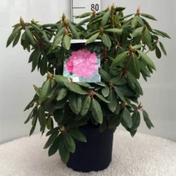 Rhododendron (Rhododendron 'Roseum Elegans') 25 Rhododendron (Rhododendron 'Roseum Elegans') -Tuin Glimmer Verkoop r. roseum elegans c10 50 cm