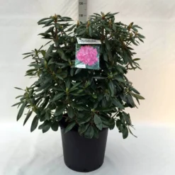 Rhododendron (Rhododendron 'Roseum Elegans') 31 Rhododendron (Rhododendron 'Roseum Elegans') -Tuin Glimmer Verkoop r. roseum elegans c30