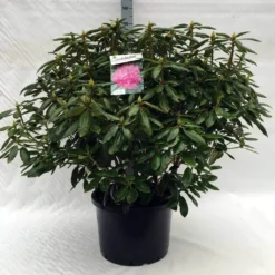 Rhododendron (Rhododendron 'Roseum Elegans') 34 Rhododendron (Rhododendron 'Roseum Elegans') -Tuin Glimmer Verkoop r. roseum elegans c40