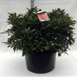 Rhododendron (Rhododendron 'Wilgen's Ruby') 36 Rhododendron (Rhododendron 'Wilgen's Ruby') -Tuin Glimmer Verkoop r. wilgens ruby c80