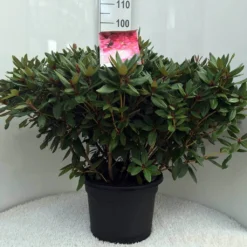 Rhododendron (Rhododendron 'Winsome') -Tuin Glimmer Verkoop r. winsome c20